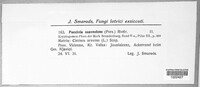 Puccinia suaveolens image